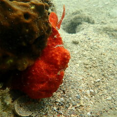 Antennarius commerson