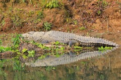 Crocodylus palustris