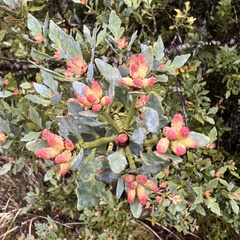 Phyllocladus alpinus