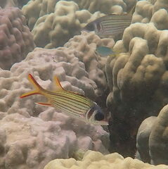Neoniphon sammara