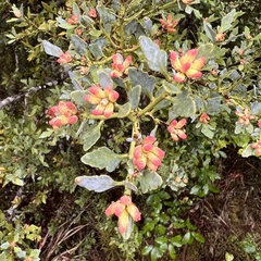 Phyllocladus alpinus