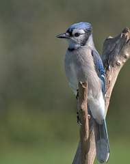 Cyanocitta cristata image