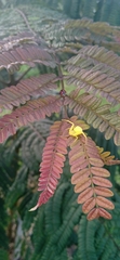 Misumenops