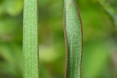Haplopteris elongata