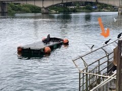 Nannopterum brasilianum