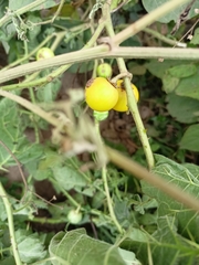 Solanum viarum