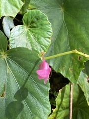 Begonia formosana