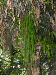 Haplopteris elongata