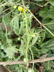 Solanum viarum