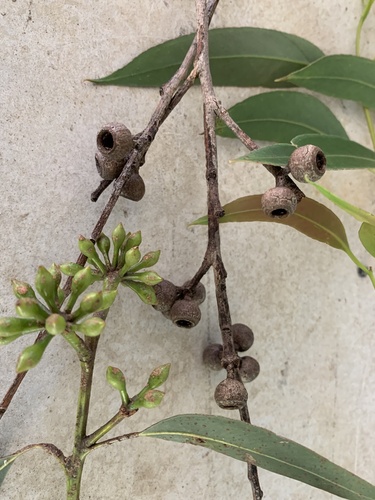 Eucalyptus pilularis