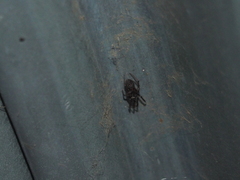 Steatoda borealis