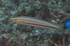 Hologymnosus doliatus