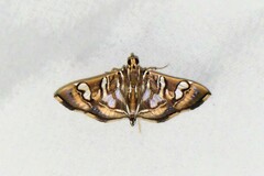 Chabula telphusalis