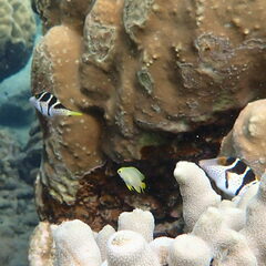 Canthigaster valentini