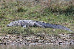 Crocodylus palustris