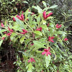 Phyllocladus alpinus