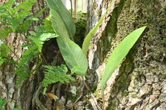 Pyrrosia lingua