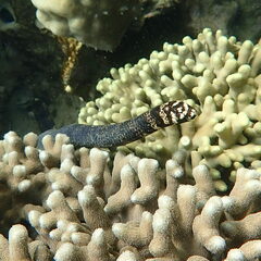 Emydocephalus annulatus