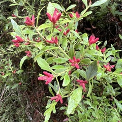 Phyllocladus alpinus