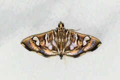 Chabula telphusalis
