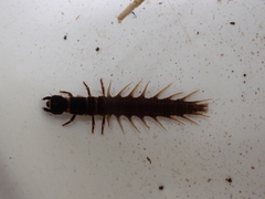 Archichauliodes diversus