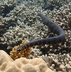 Emydocephalus annulatus