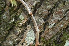 Pyrrosia lingua