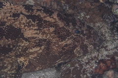 Epinephelus fuscoguttatus