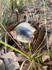 Lactarius paradoxus