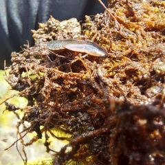 Blaberidae