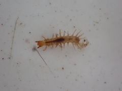 Archichauliodes diversus