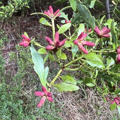Phyllocladus alpinus