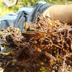 Blaberidae