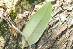 Pyrrosia lingua