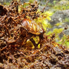 Blaberidae