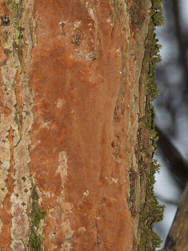 Taškuotoji kempinė