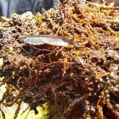 Blaberidae
