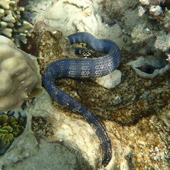 Emydocephalus annulatus