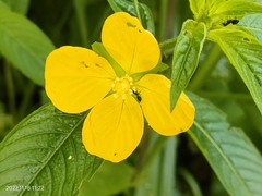 Ludwigia hyssopifolia