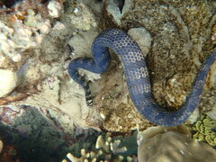 Emydocephalus annulatus