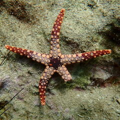 Fromia heffernani