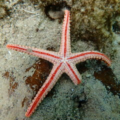 Fromia heffernani