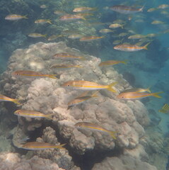 Mulloidichthys vanicolensis