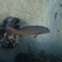 Plectropomus leopardus