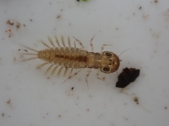 Ameletopsis perscitus