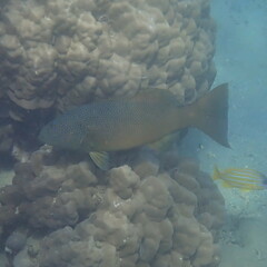 Plectropomus leopardus