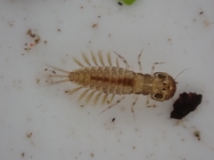 Ameletopsis perscitus