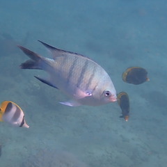 Abudefduf whitleyi