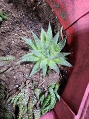 Haworthia