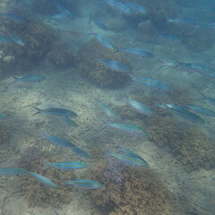 Caesio caerulaurea